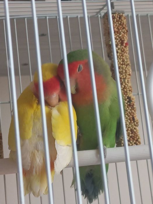 Попугай пара Афтикан агапорнис