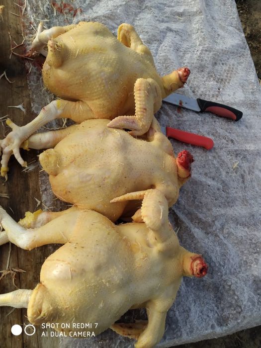 Блойллер. Курица