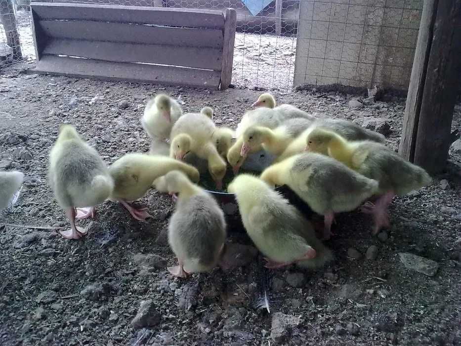 Boboci  de Gâscă ALBI