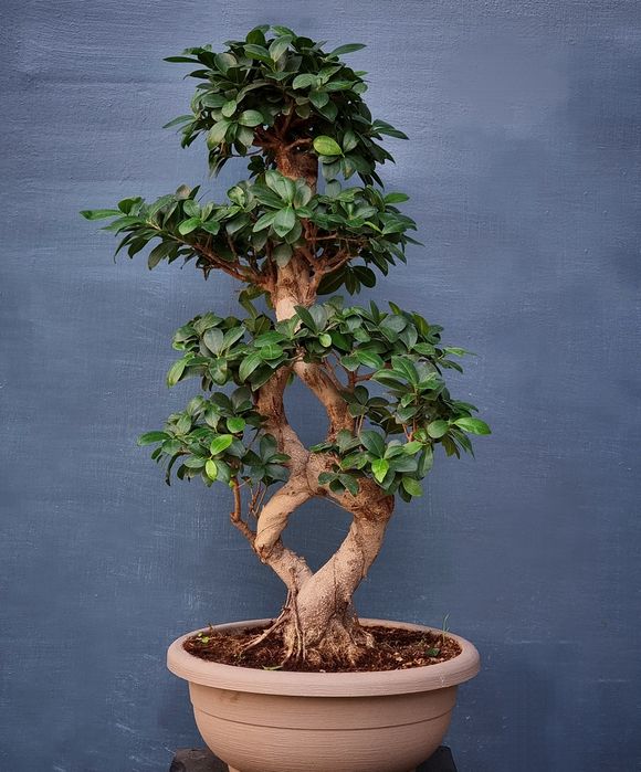 Драцена, Аглаонема, Пальма, Комнатные Растения, Орхидея, Орхидеи