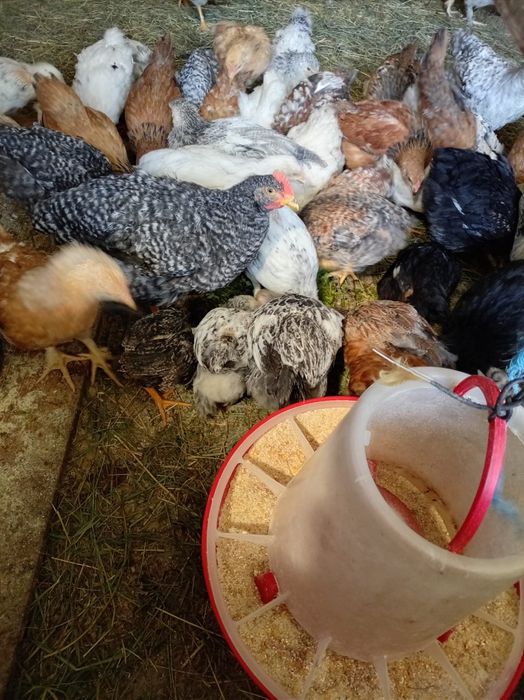 Vand pui de diferite vârste