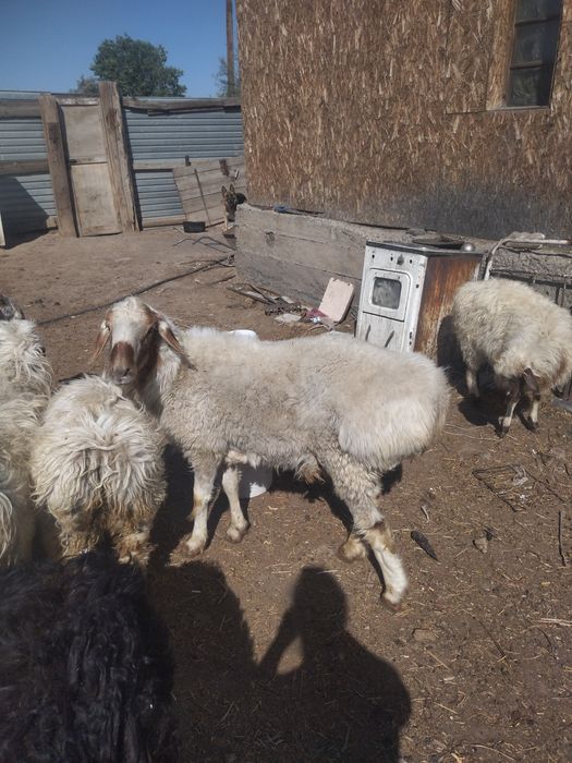 Скот и животные. Бараны