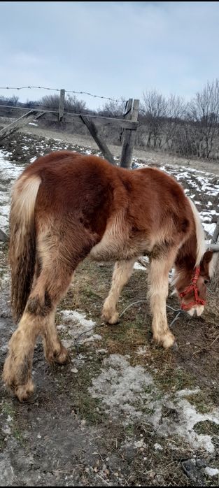 Vând manz blond  10 luni