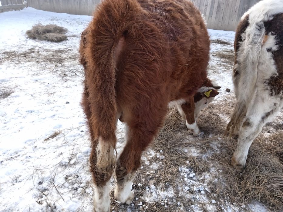 Продам подсос. Подсос