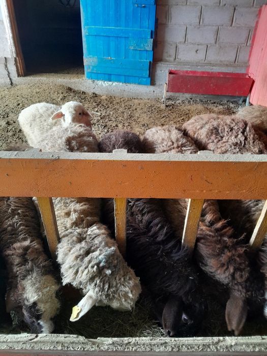 Откормленые кошкары