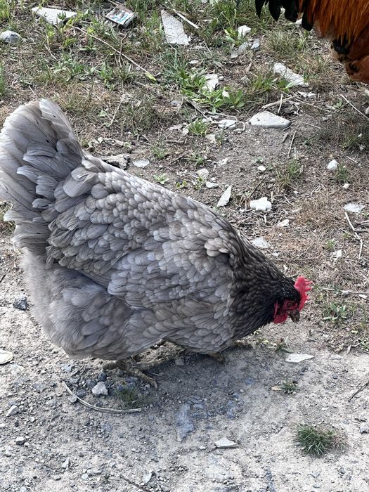 Продаю кур  о цене договоримся