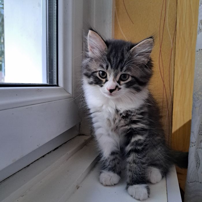 Котята 2 месяца мама страйт
