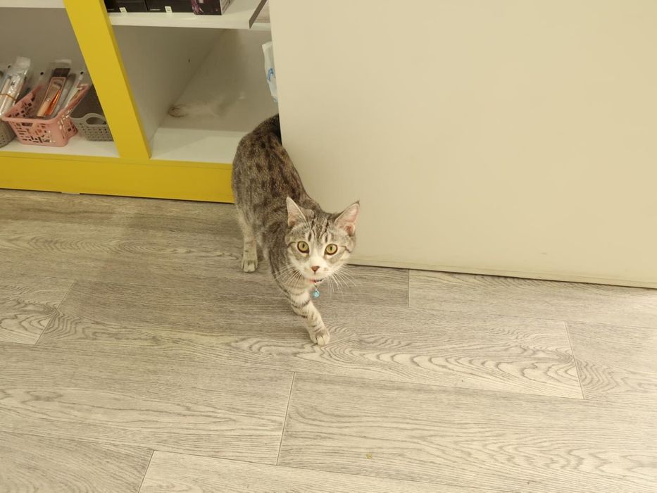 Пародистая кошка!