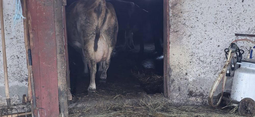 Vãnd vacă după fătare