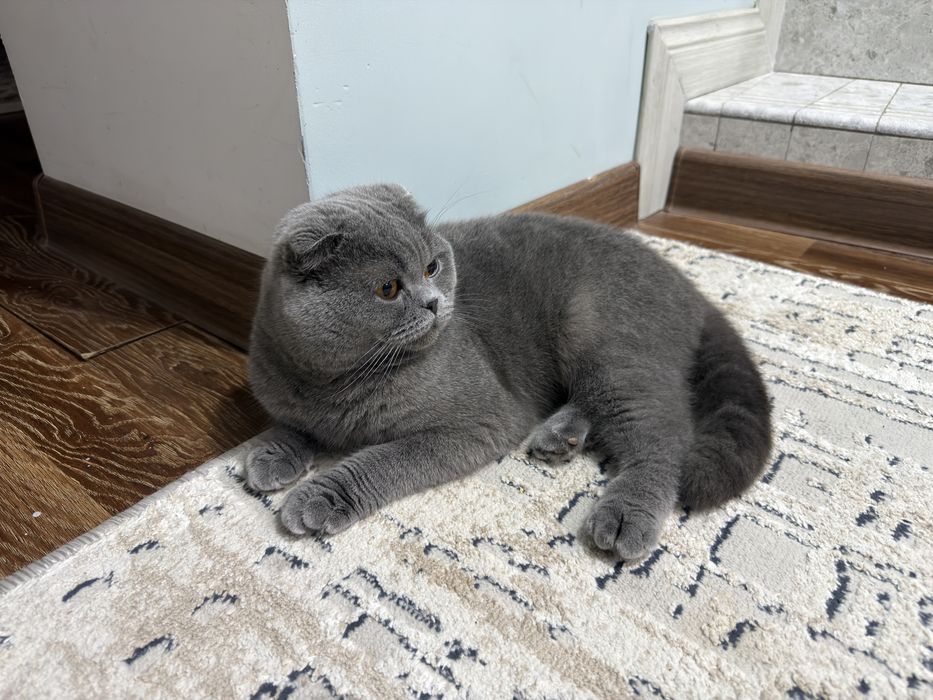 шотландский пародистый кот