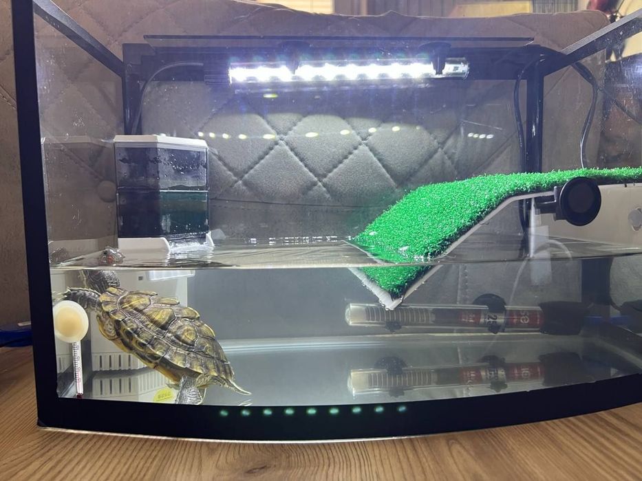 Продается красноухая черепаха