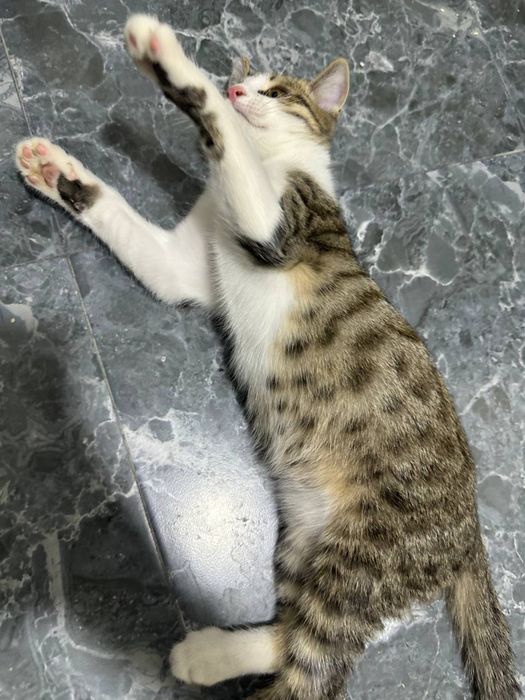 Умная домашняя кошка