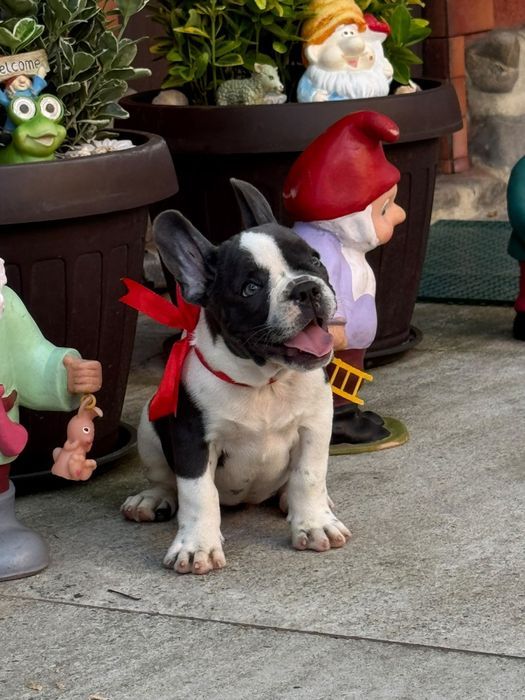 Bulldog francez femelă