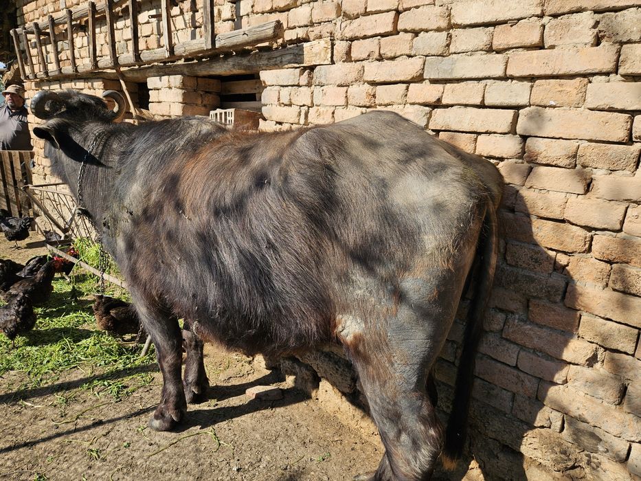 БИВОЛИЦА, на второ теле, на 8 месеца заплодена.