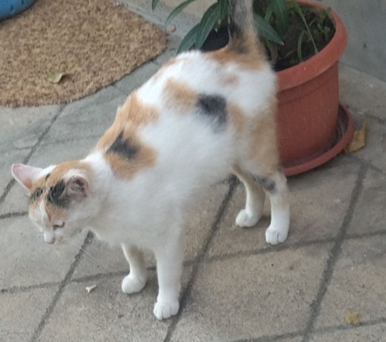 Подарявам двуцветно коте