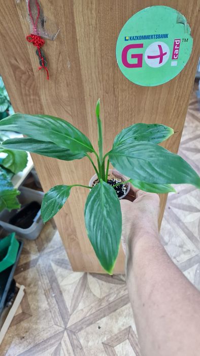 Женское счастье или Спатифиллум