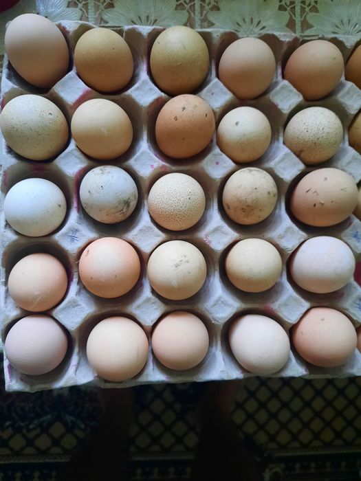 Vand oua proaspete de gaina,rata lesasca si bibilica