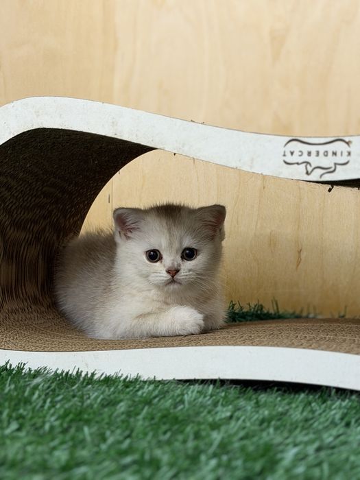 British short hair chinchilla