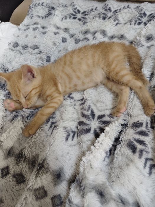 Котенок в хорошие руки
