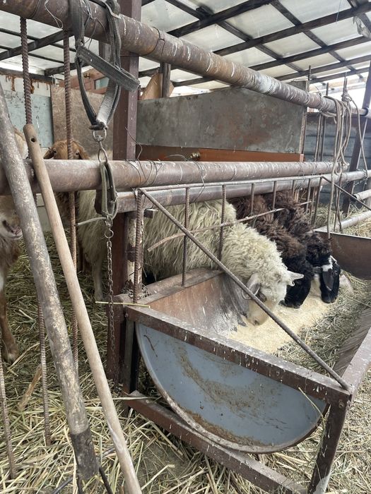 Бараны тохты ярочки