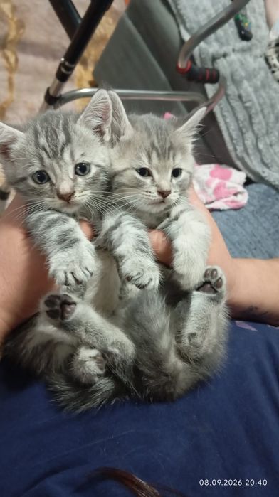 Продам котят котята все красивые