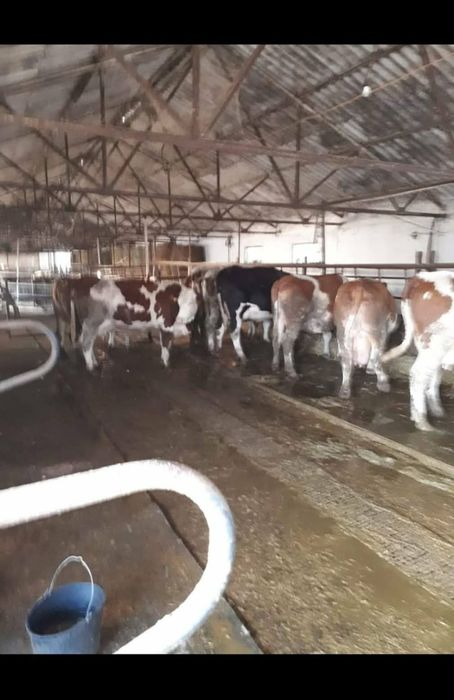 Vand ferma zootehnica cu sau fara utilaje