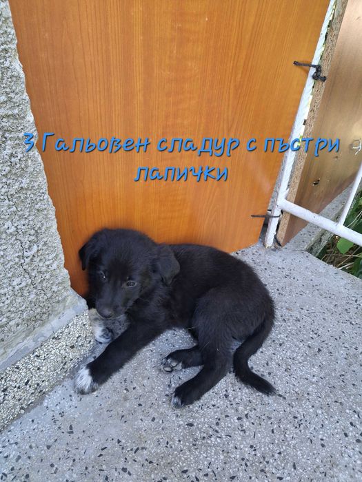 Подаряване на кученца