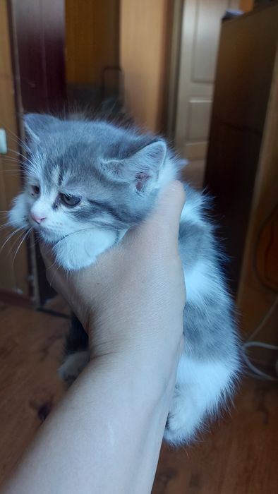 Отдам котят бесплатно