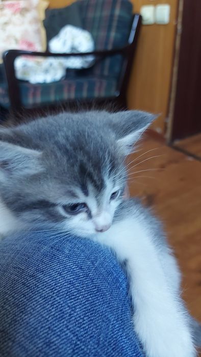 Котенок. Отдам котят.