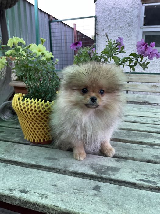 Детки померанского шпица