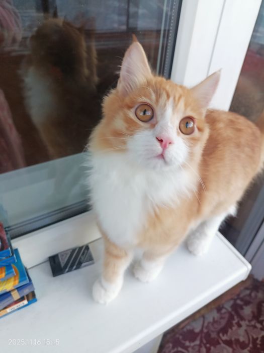 Отдам кошку 5 месяцев