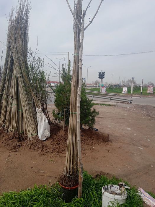 Xar xil turdagi daraxt bor