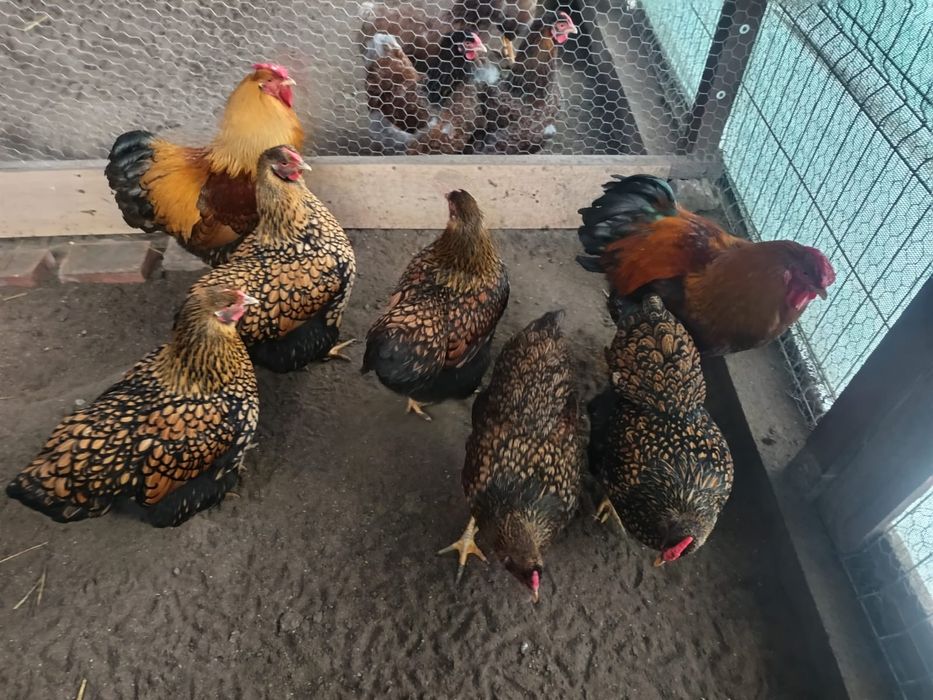 Oua incubat Wyandotte