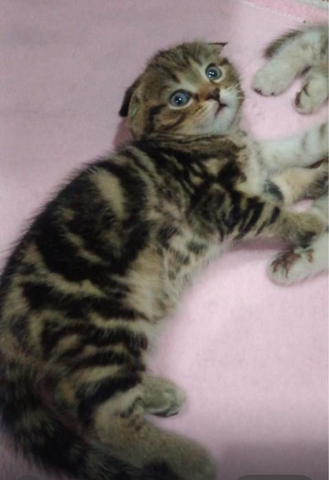 Продам шотландских котят