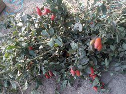 Гожи бутаси goji ko'chatlari