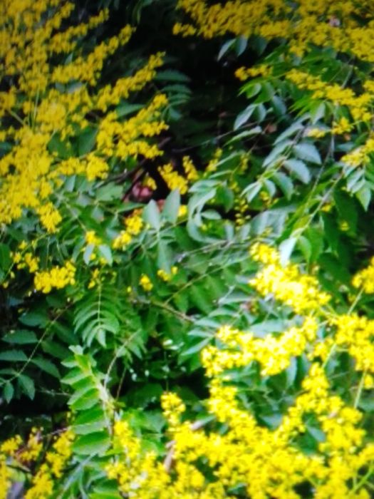 Vând puieți de otetar galben