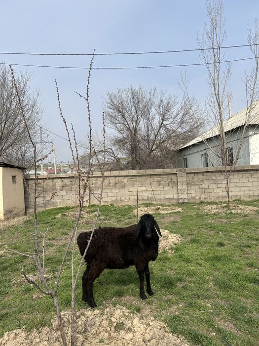 Қой, қошқар сатлады