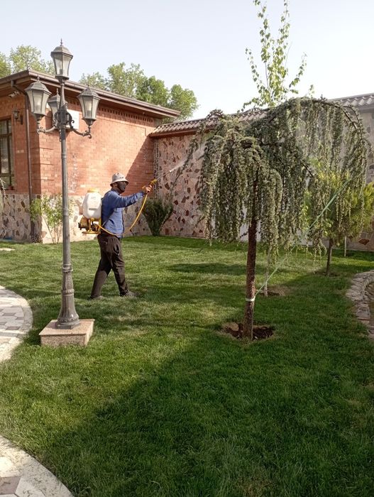 Archa dekaratif ekish dorilash