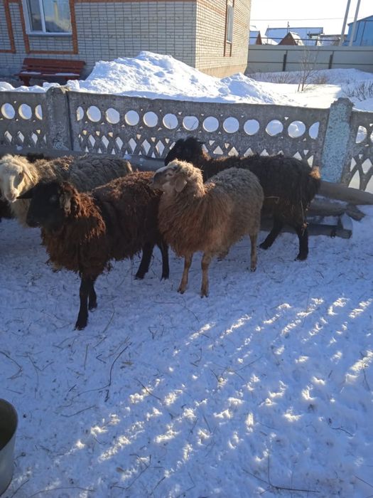 Овцы на откорме