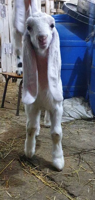 Гулаби,козлик,75%