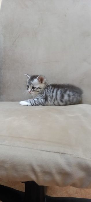 Милые котята Скоттиш Страйт