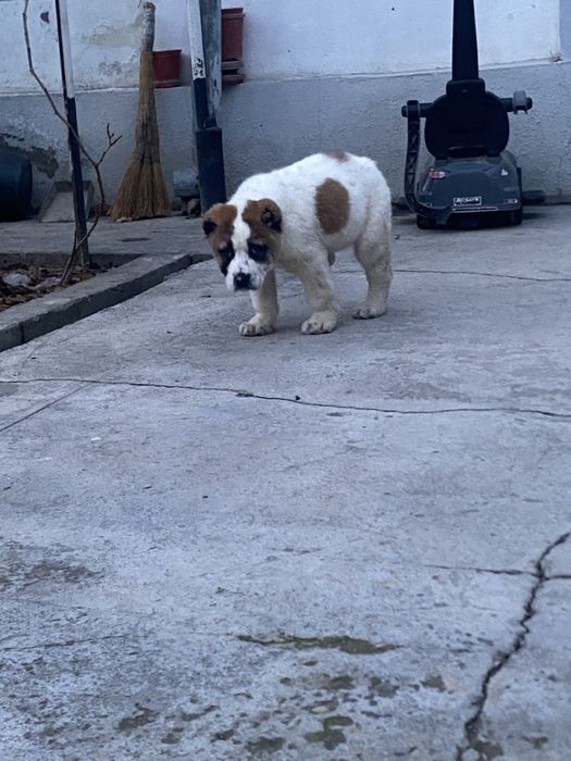 Alabay toza zot алабай 40 дней