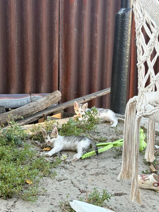 Котята ищут дом