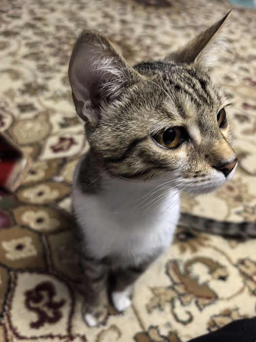 Отдам в хорошие руки