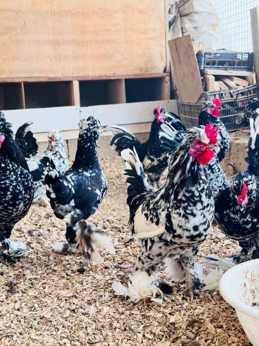 Yapon xo'rozla sotiladi!