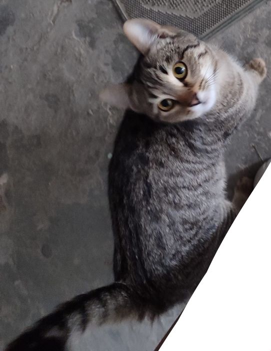 Котёнок в добрые руки