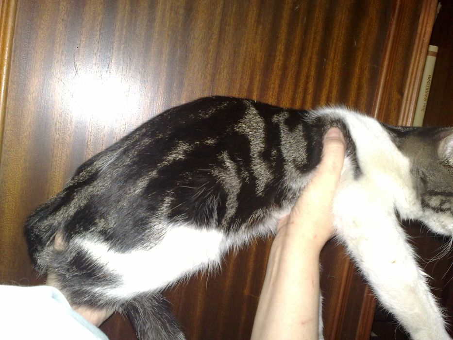 Красивый котик британец, 1 год, плоскомордый.