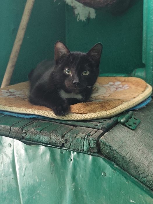 Котенок девочка в добрые руки