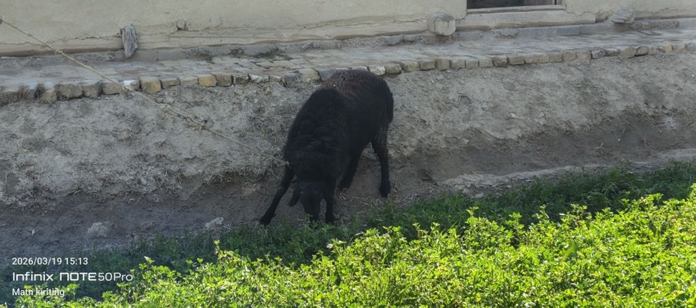 Boqilgan qõchqor sotiladi