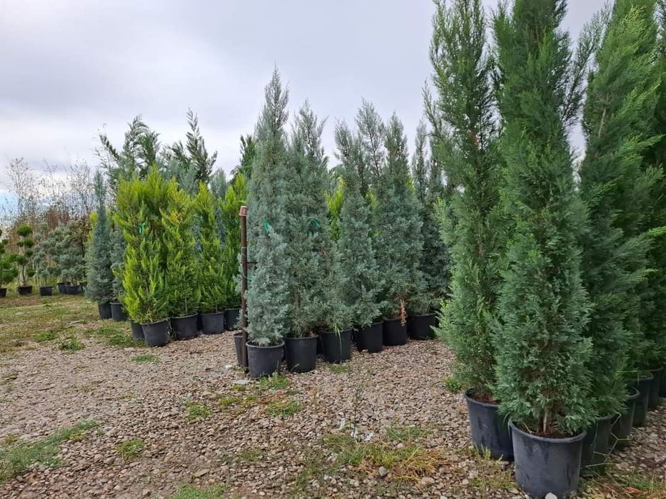 Leilandi la ghiveci înălțimi mari și mici